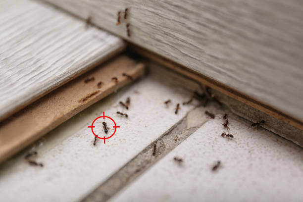 Best Best Pest Control Companies  in Red Bay, AL