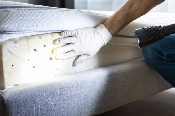Best Wasp Removal Services  in Red Bay, AL